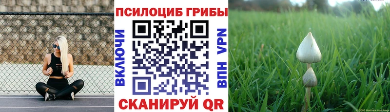 Псилоцибиновые грибы Psilocybe  Купить где  Сураж 